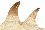 Mosasaur Jaw Section with Four Teeth - Morocco #189997-9